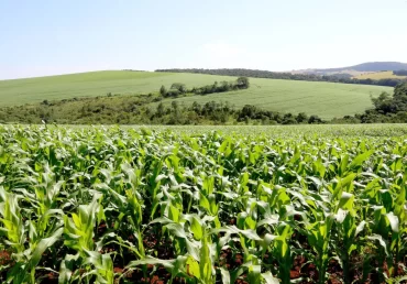 Prof. Adriel Ferreira da Fonseca na CBN Ponta Grossa: Workshop sobre Nutrição Sustentável para Agricultores