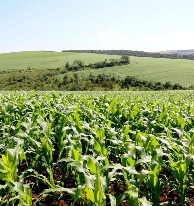 Prof. Adriel Ferreira da Fonseca na CBN Ponta Grossa: Workshop sobre Nutrição Sustentável para Agricultores