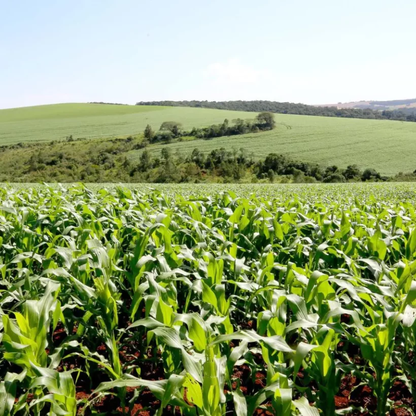 Prof. Adriel Ferreira da Fonseca na CBN Ponta Grossa: Workshop sobre Nutrição Sustentável para Agricultores